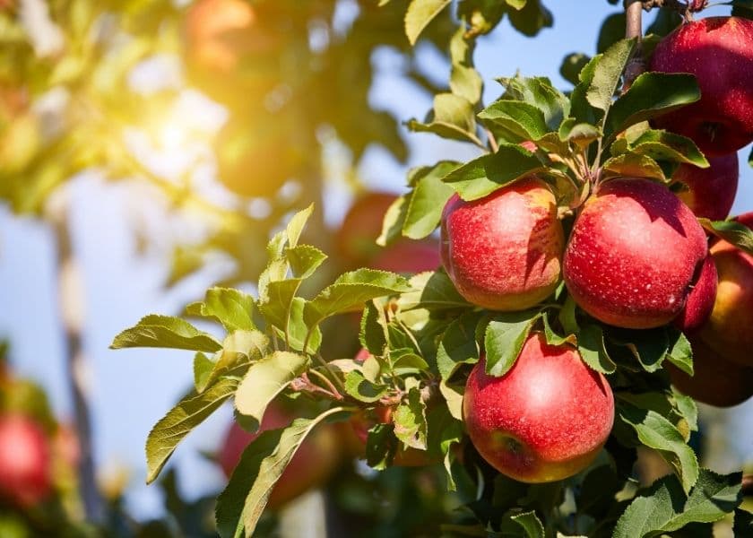 A close-up of bright red apples hanging on a tree branch.