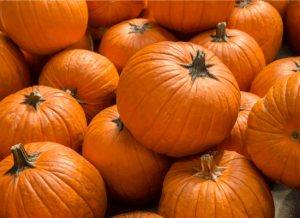 Pumpkin Picking in MI