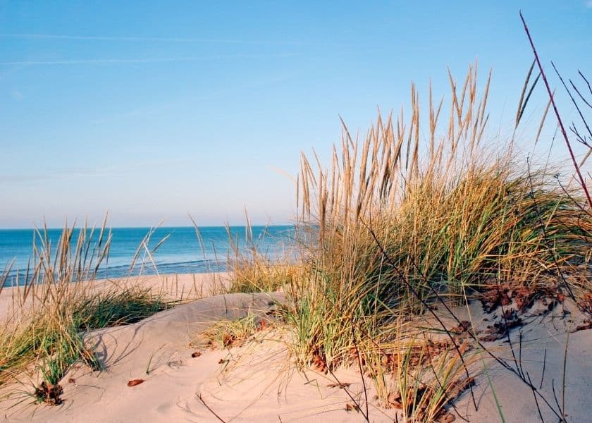 A sandy Lake Michigan beach with tufts of dune grass growing through the sand, overlooking the water. A sandy Lake Michigan beach with tufts of dune grass growing through the sand, overlooking the water.