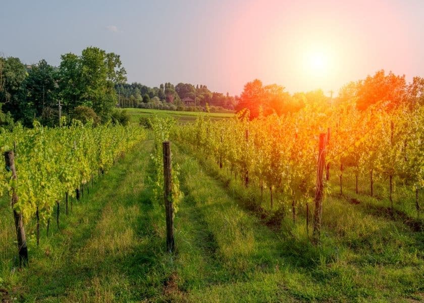 A lush, green vineyard as the sun begins to set. A lush, green vineyard as the sun begins to set.