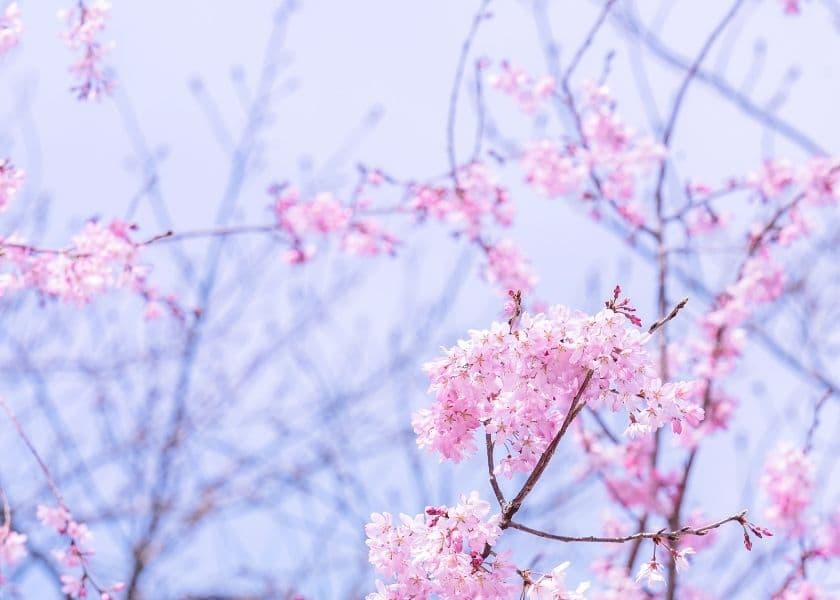 A close-up of spring cherry blossoms, one of the first blooms of spring at the Frederik Meijer Gardens. A close-up of spring cherry blossoms, one of the first blooms of spring at the Frederik Meijer Gardens.