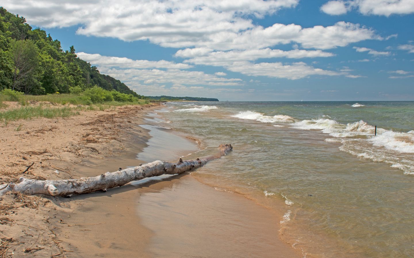 rolling waves lapping the shore of the beach in saugatuck duen state park with driftwood on the sand and greenery on the dunes