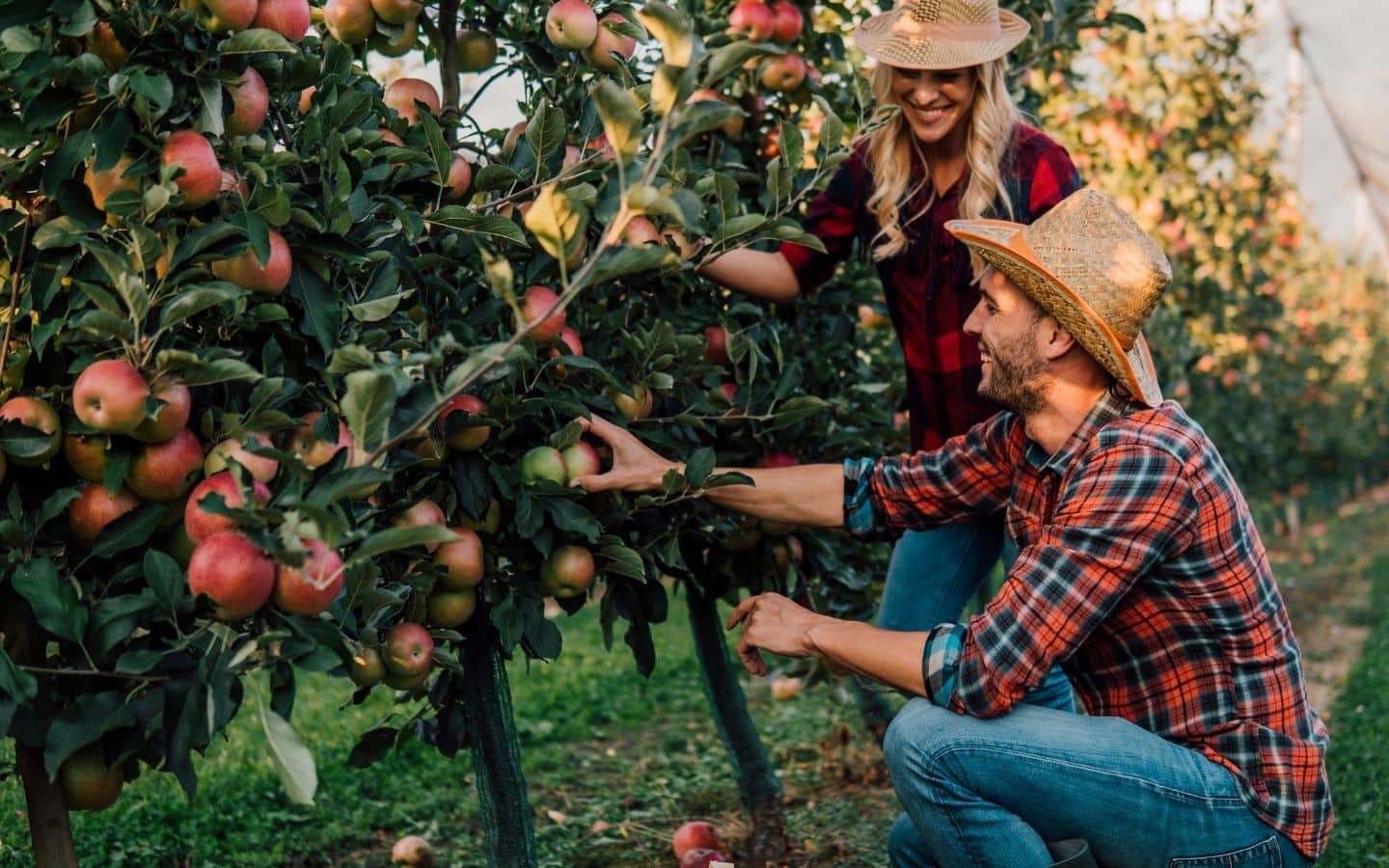 a couple picking apples together in an orchard